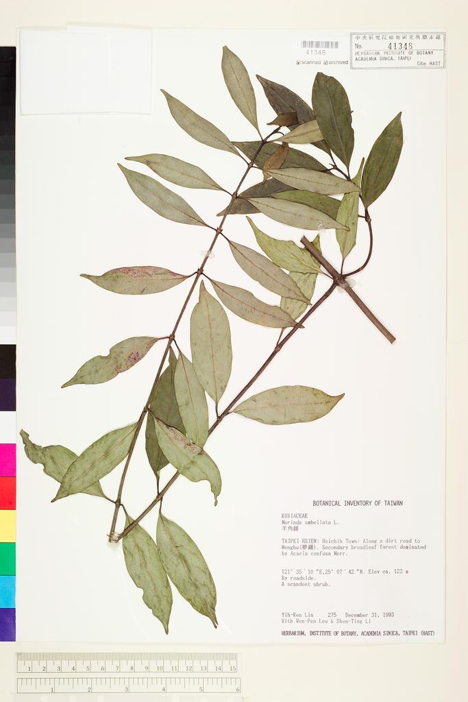 <Unit #28694 Lin, Yih-Ren | 林益仁 | 275:: | Morinda umbellata L.>
