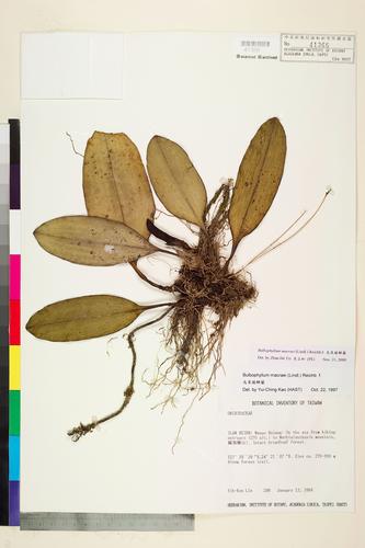 Bulbophyllum macraei (Lindl.) Reichb.f.