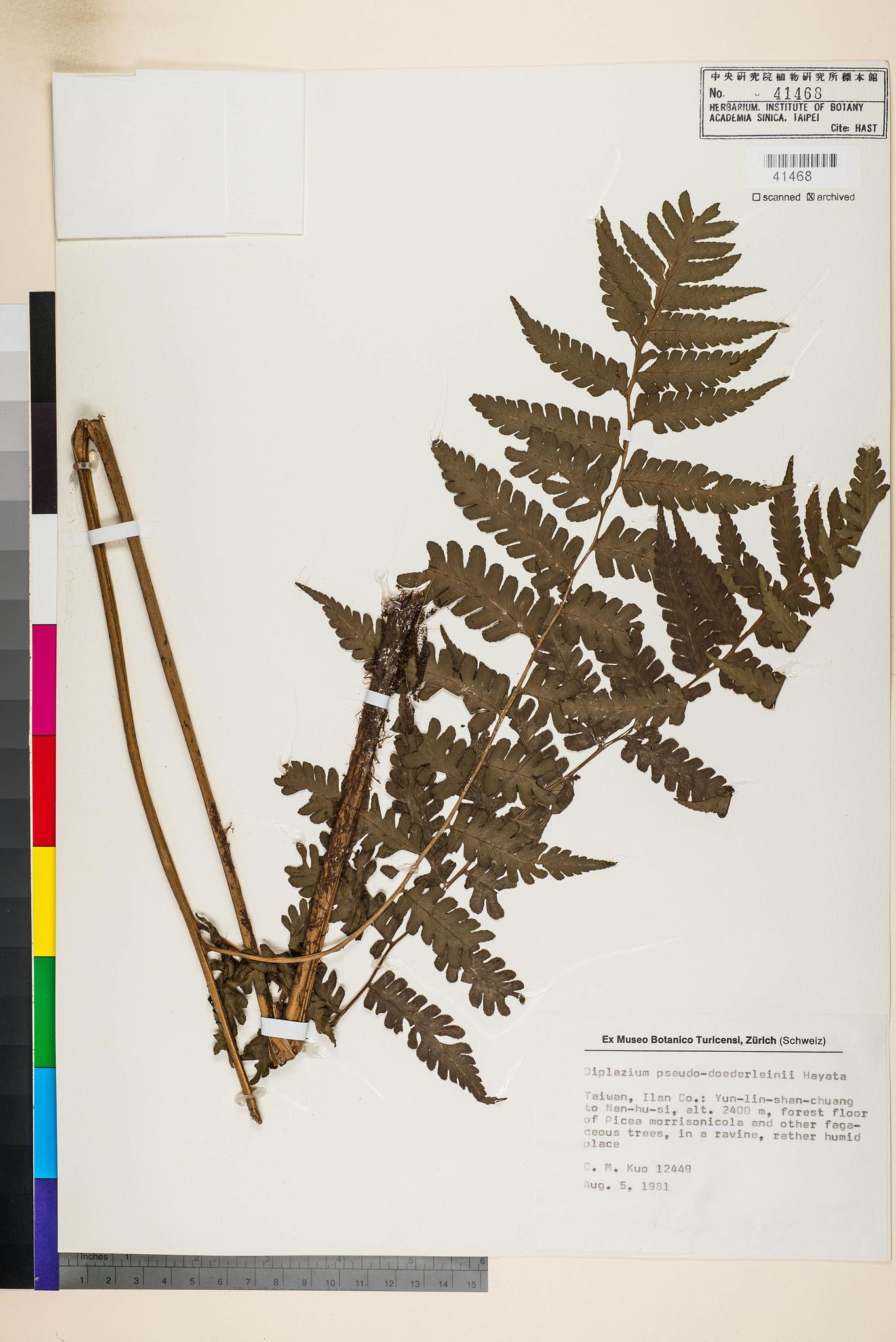 Sample image for viewer