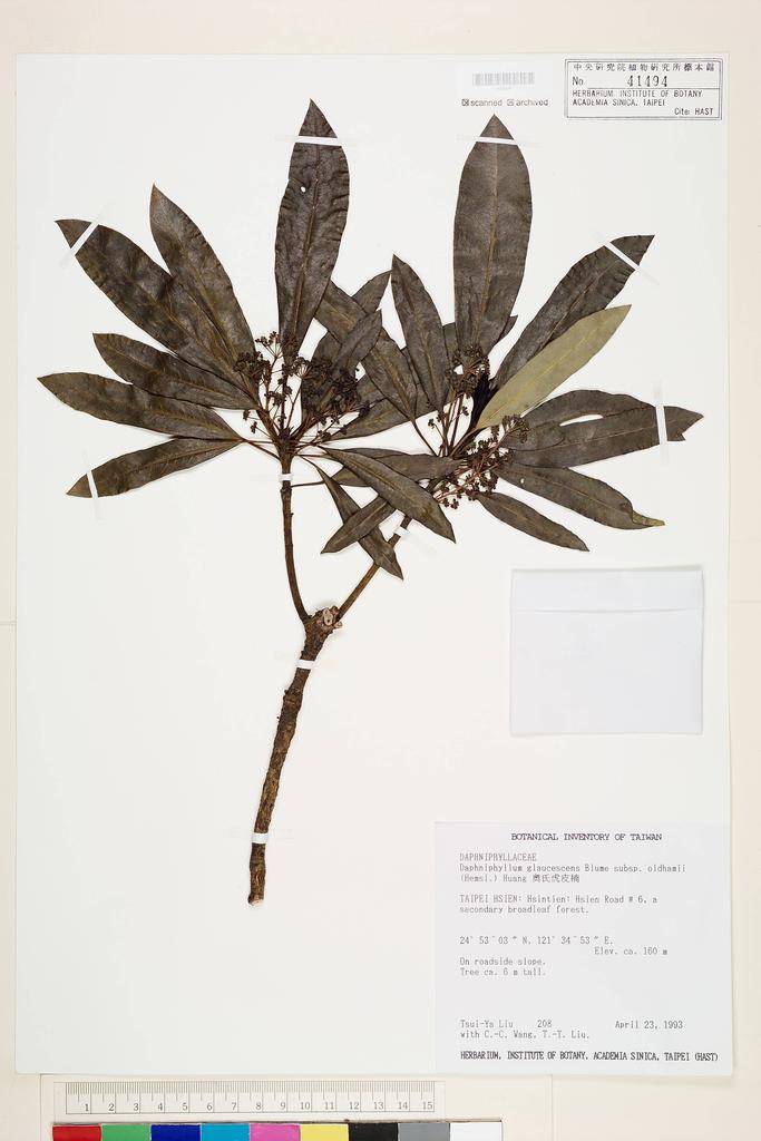 <Unit #28701 Liu, Tsui-Ya | 劉翠雅 | 208:: | Daphniphyllum glaucescens subsp. oldhamii T.C. Huang>