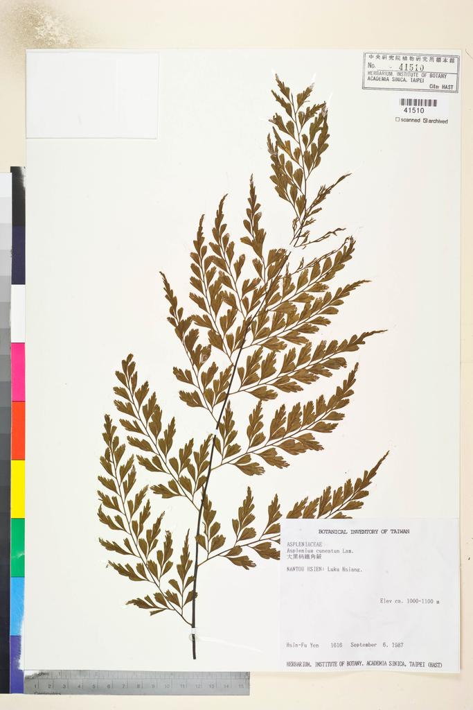 <Unit #34181 Yen, Hsin-Fu | 嚴新富 | 1616:: | Asplenium cuneatum Lam.>