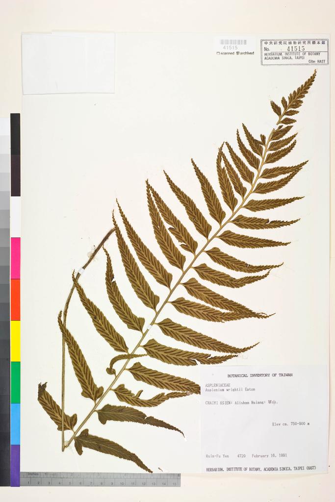 <Unit #33258 Yen, Hsin-Fu | 嚴新富 | 4720:: | Asplenium wrightii Eaton ex Hook.>