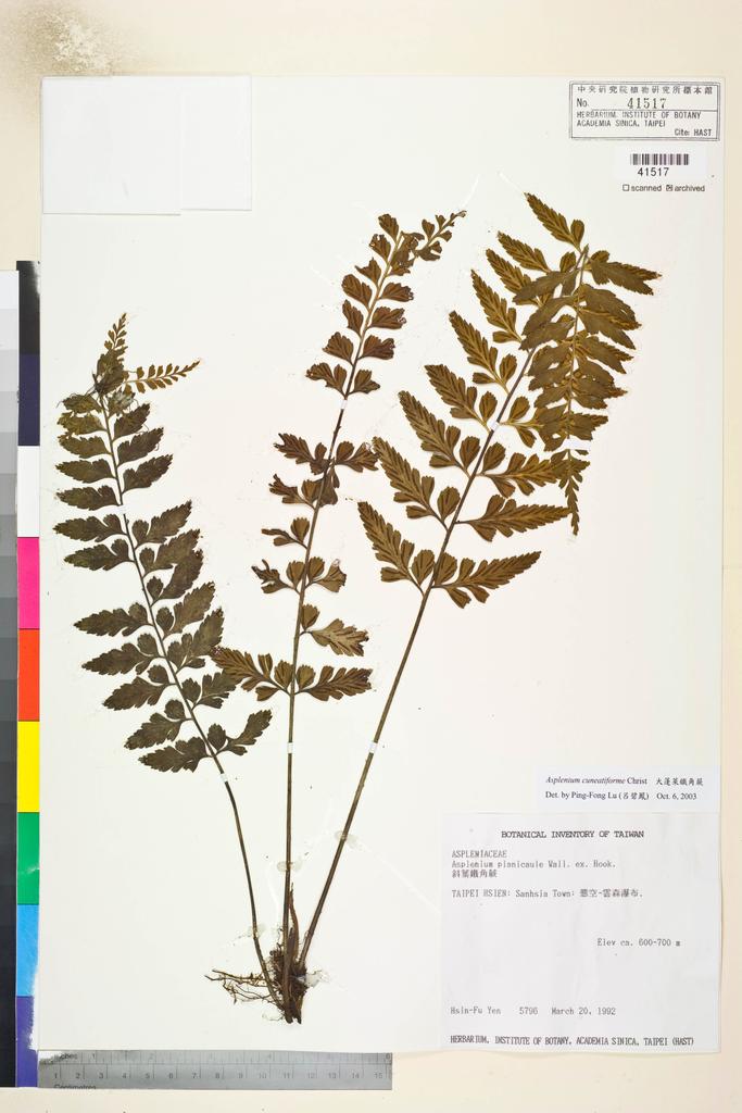 <Unit #30784 Yen, Hsin-Fu | 嚴新富 | 5796:: | Asplenium cuneatiforme Christ>