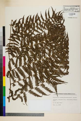Diplazium pseudo-doederleinii Hayata