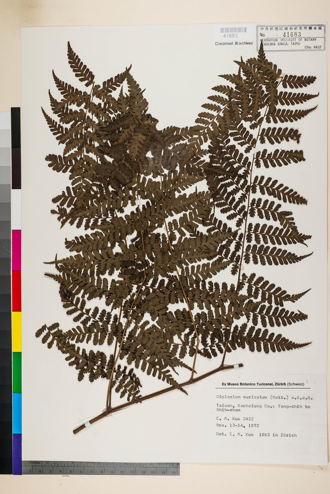 Sample image for viewer