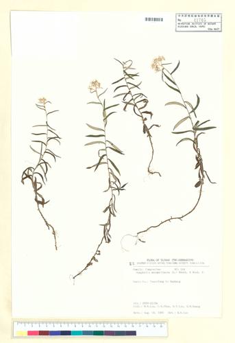 Anaphalis margaritacea (L.) Benth. & Hook. f.