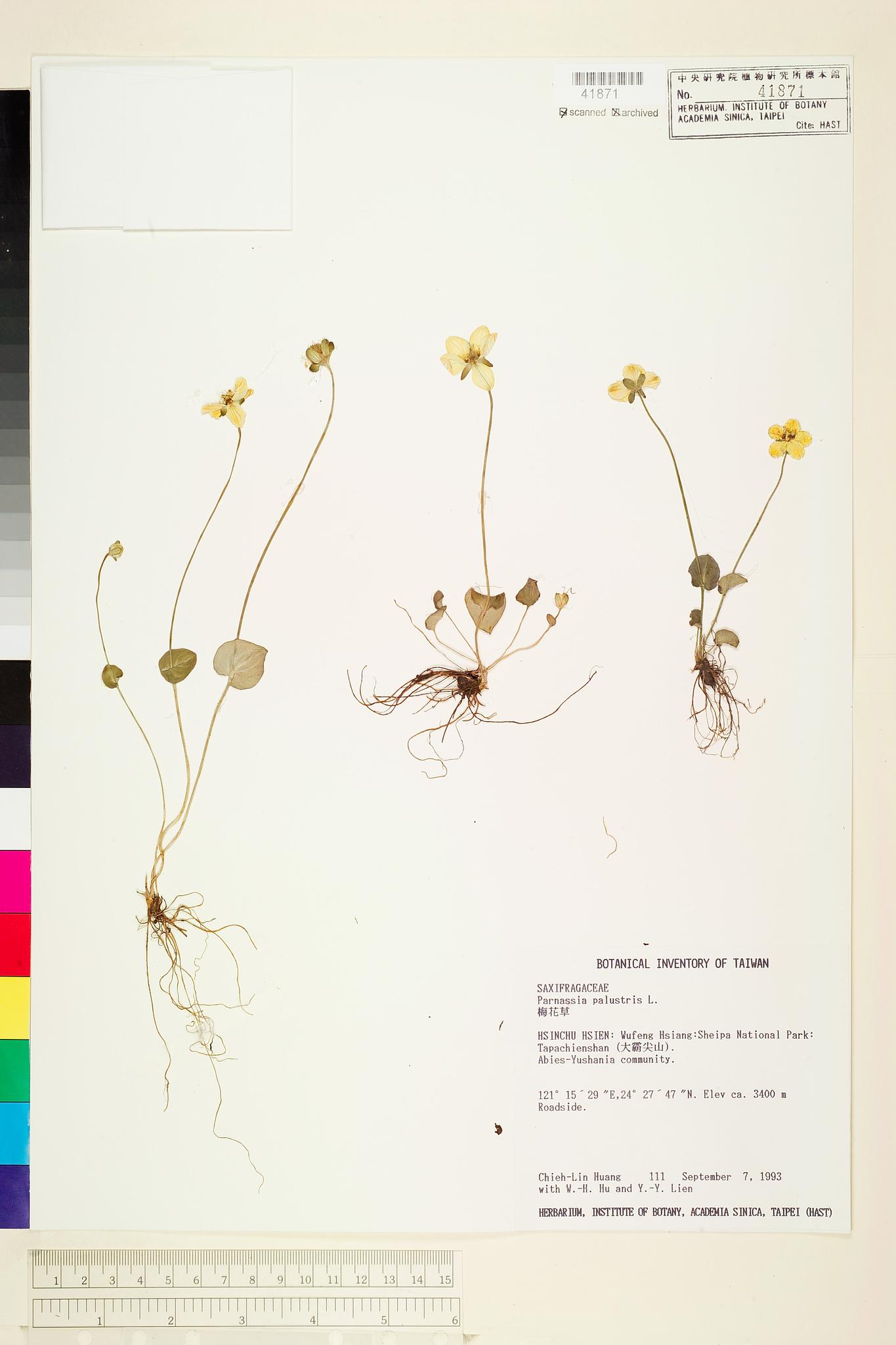 Sample image for viewer