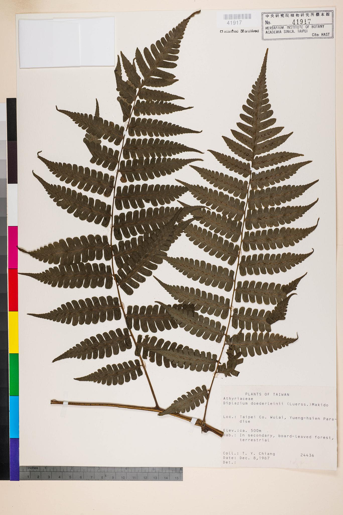 Sample image for viewer