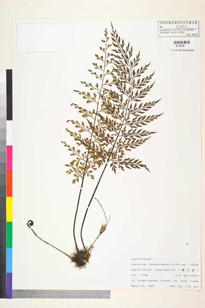 <Unit #84446 Kuo, Chen-Meng | 郭城孟 | 14914:: | Asplenium pseudolaserpitiifoliom Ching>