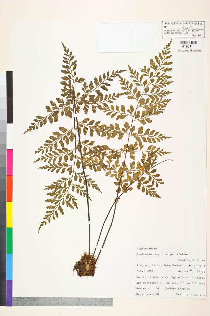 <Unit #84853 Kuo, Chen-Meng | 郭城孟 | 14321:: | Asplenium neolaserpitiifolium Tardieu & Ching>