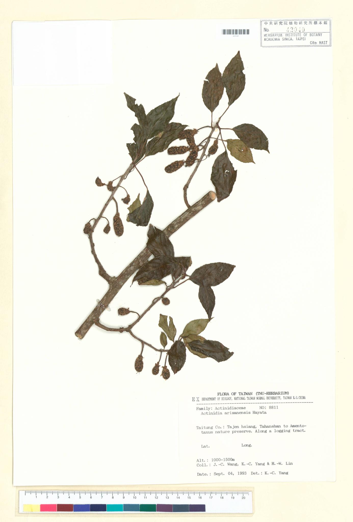 Sample image for viewer