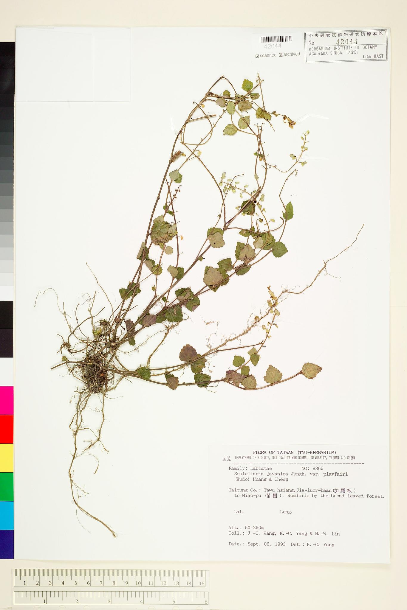 Sample image for viewer