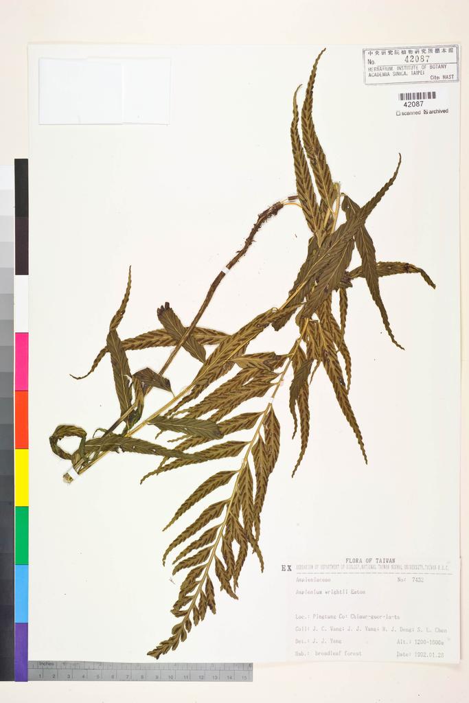 <Unit #83730 Wang, Jenn-Che | 王震哲 | 7432:: | Asplenium wrightii Eaton ex Hook.>