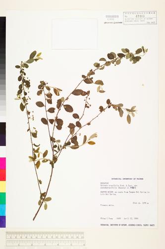 Spiraea prunifolia Sieb. & Zucc. var. pseudoprunifolia (Hayata) Li