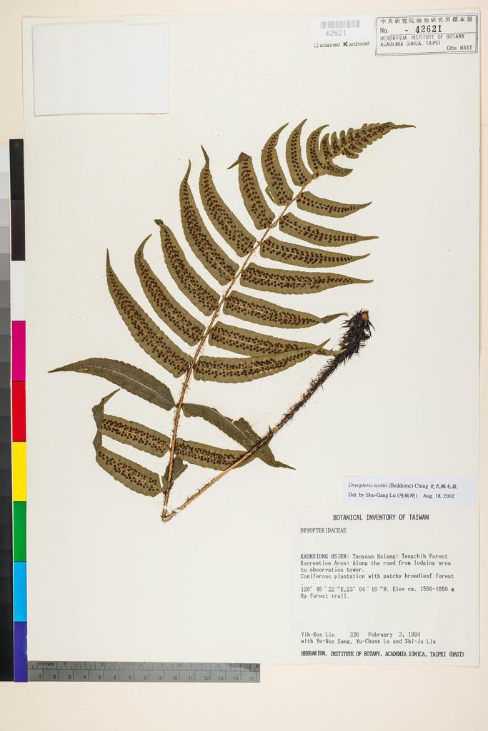 <Unit #27272 Lin, Yih-Ren | 林益仁 | 336:: | Dryopteris scottii (Bedd.) Ching>