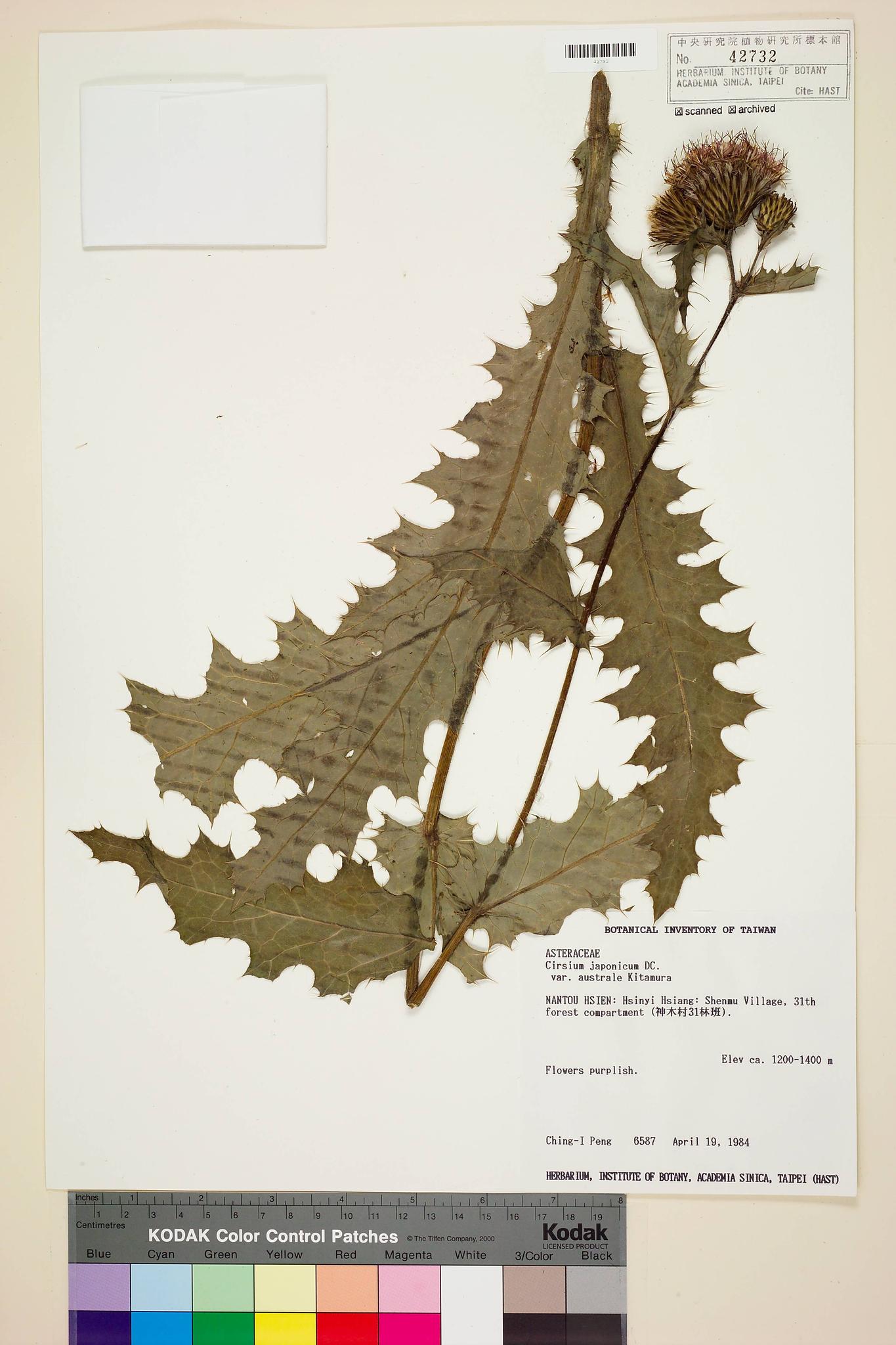 Specimen image