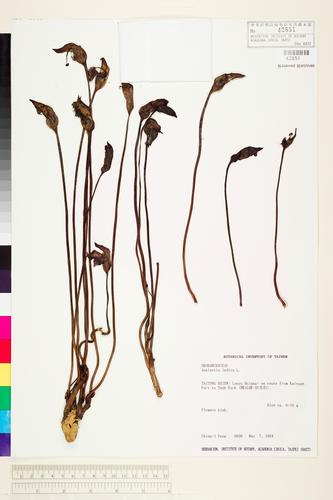 Aeginetia indica L.
