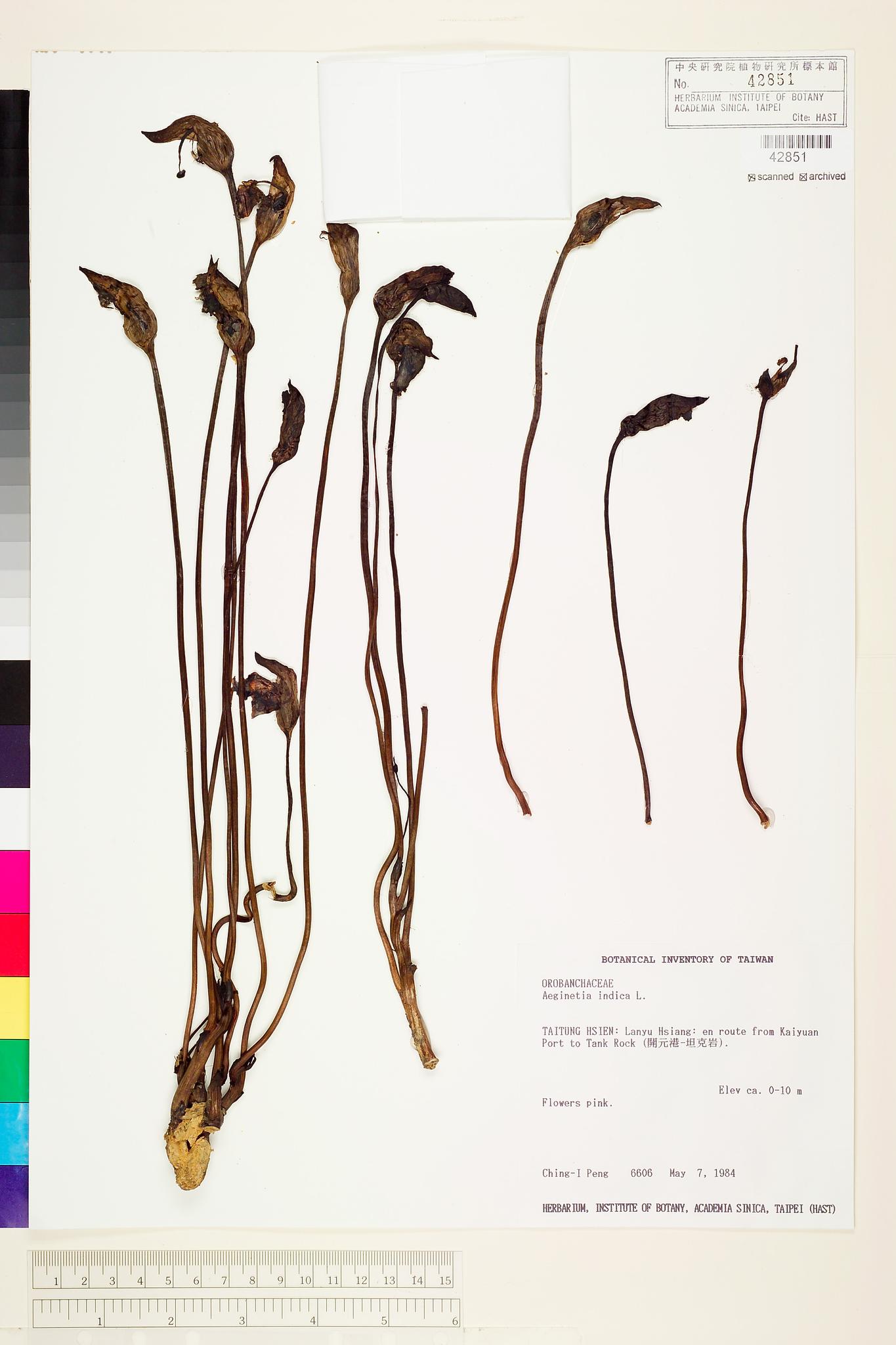 Specimen image