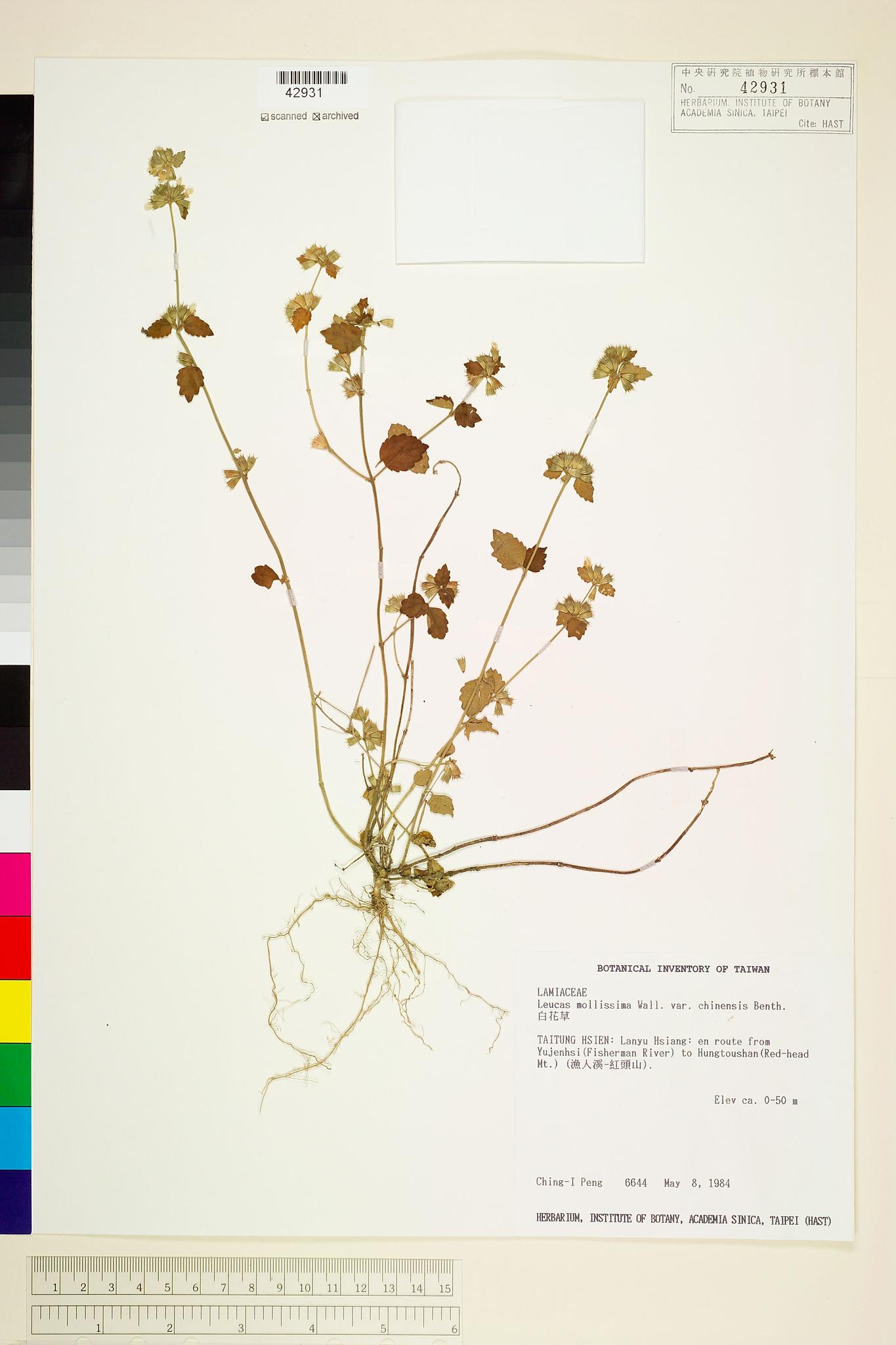 Sample image for viewer