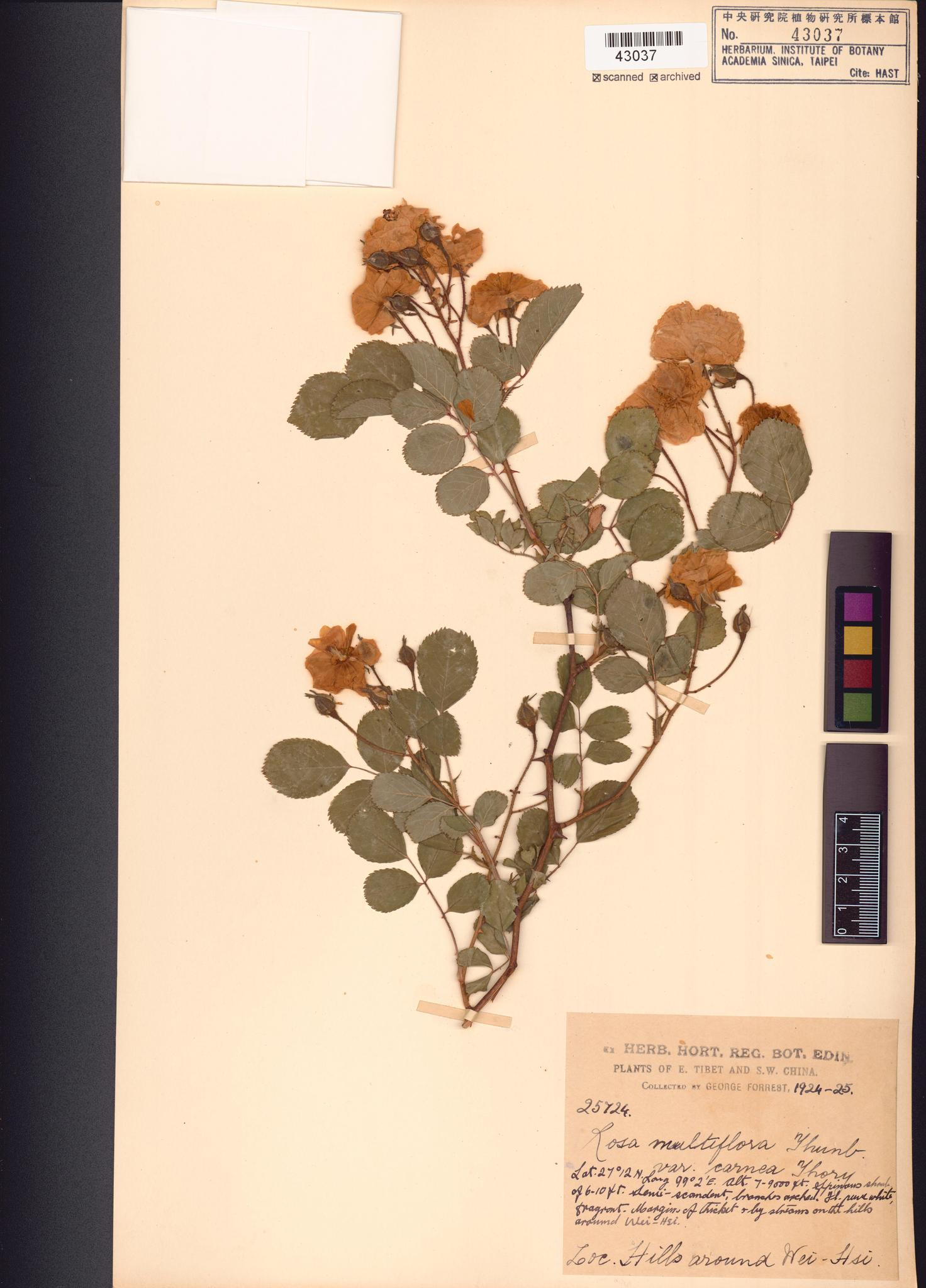 Sample image for viewer