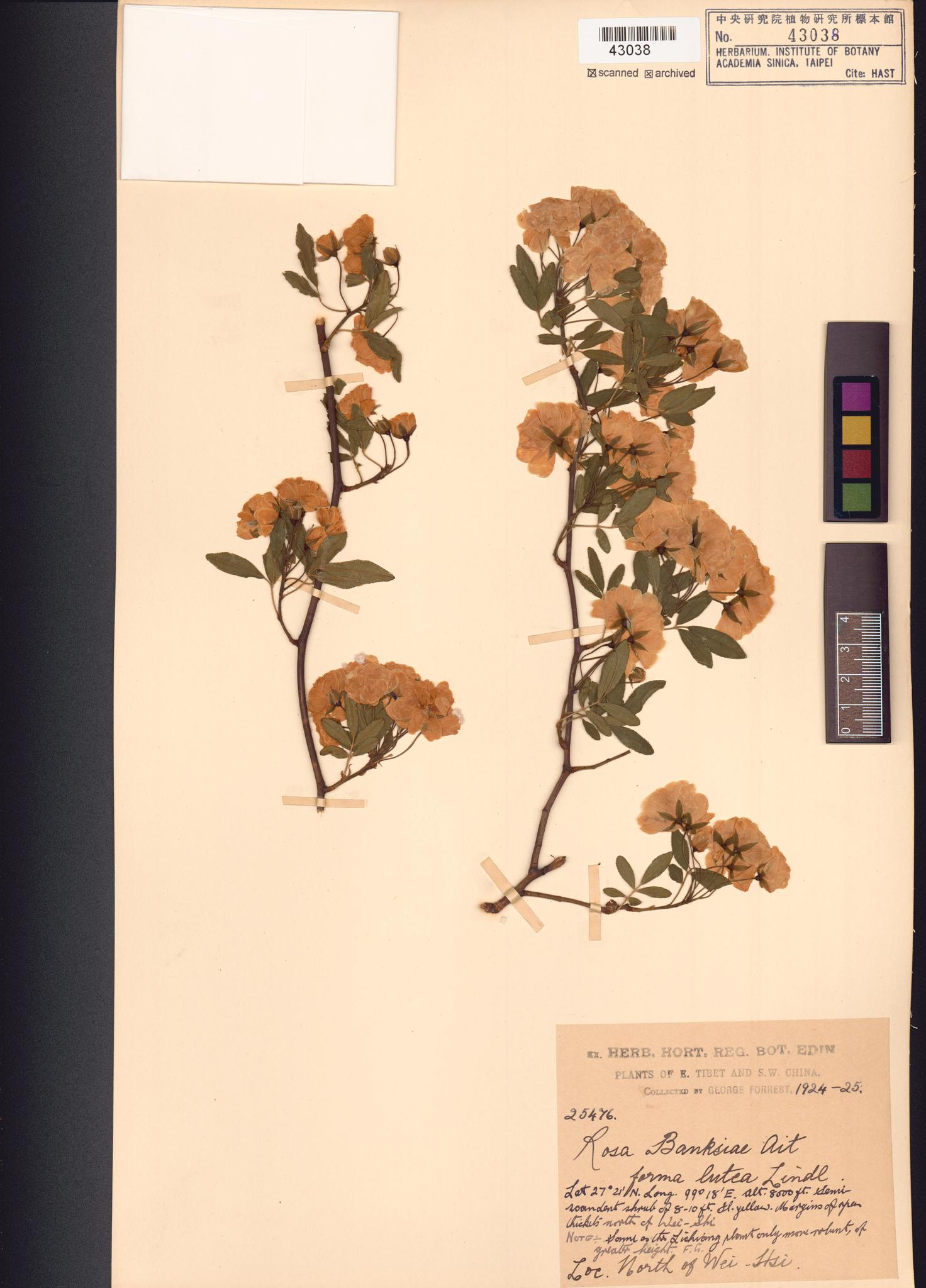 Sample image for viewer