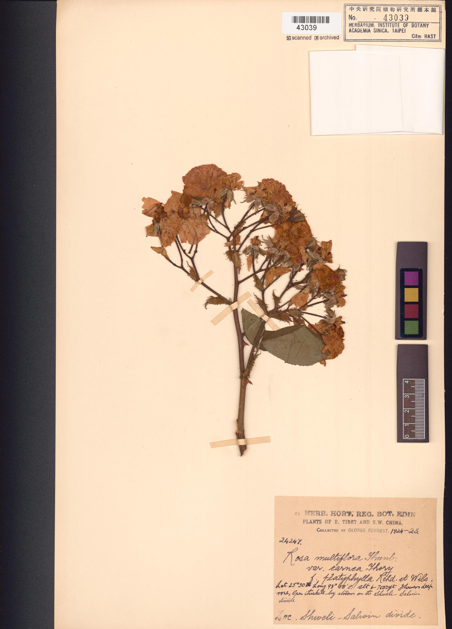 Sample image for viewer