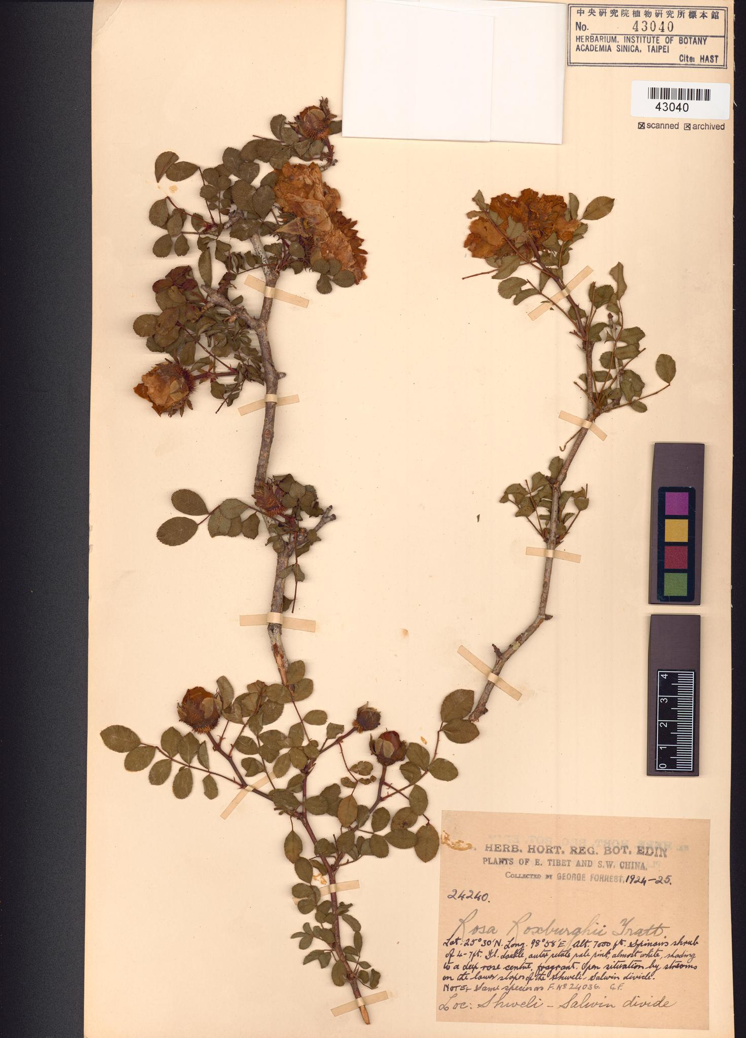 Sample image for viewer