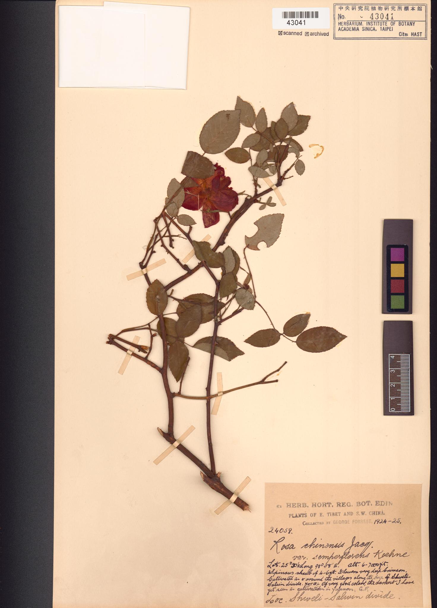 Sample image for viewer