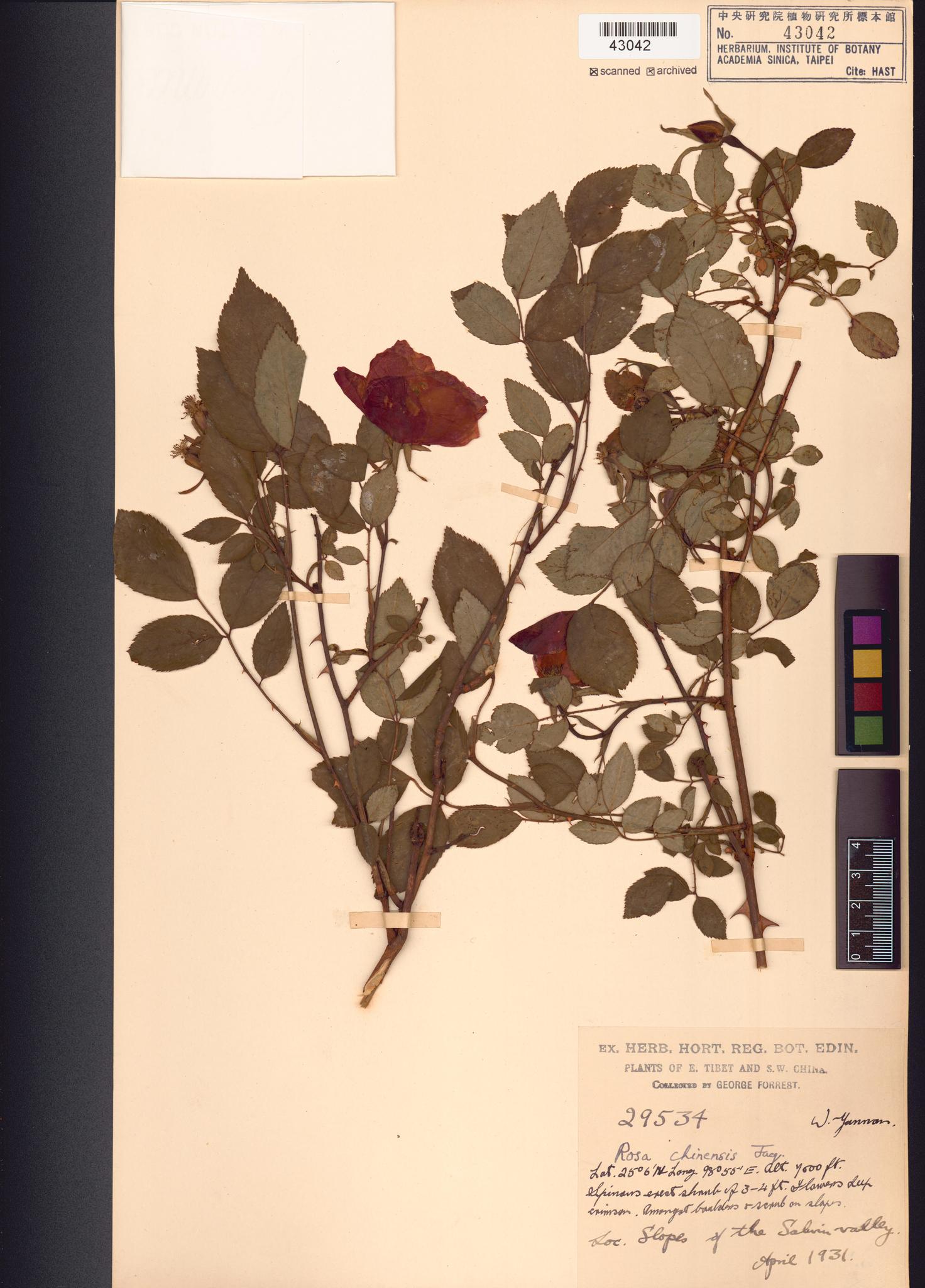 Sample image for viewer