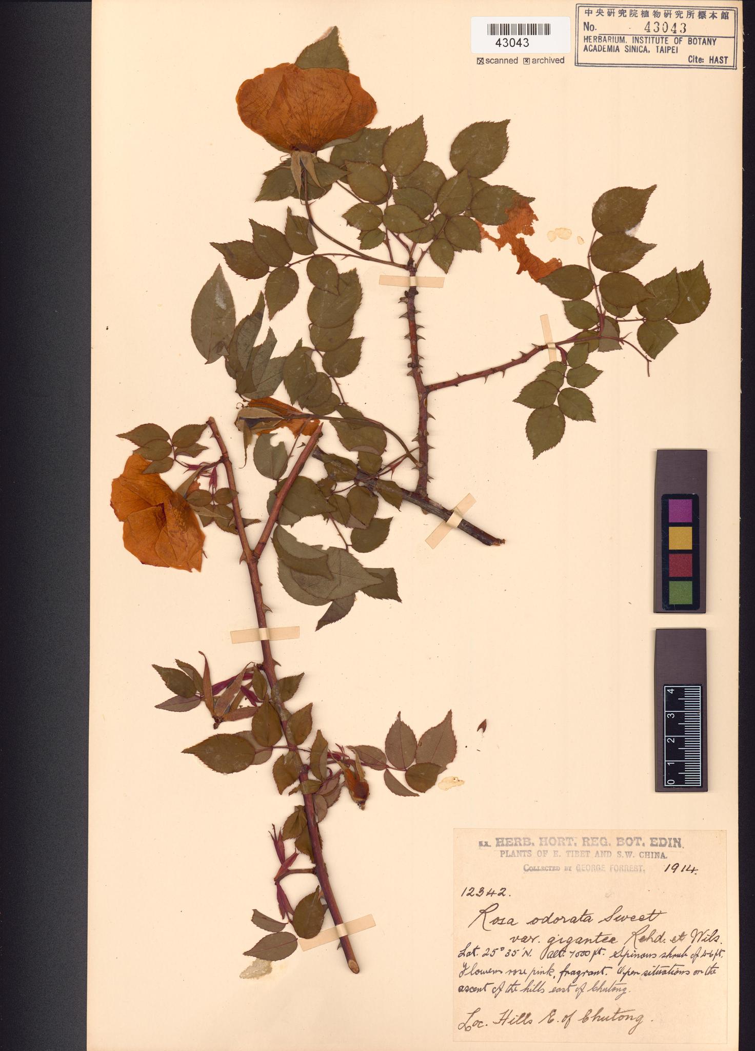 Sample image for viewer