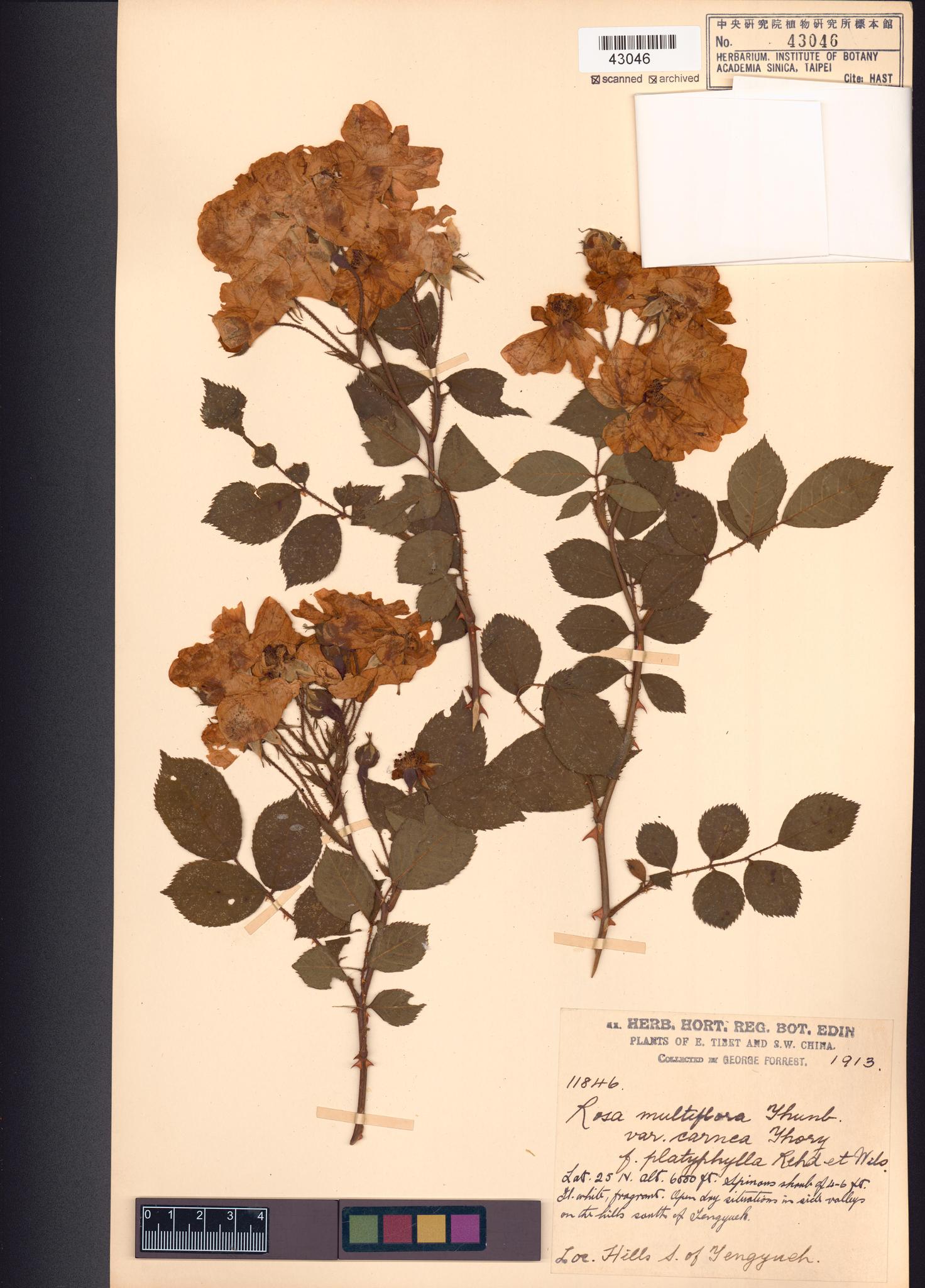 Sample image for viewer