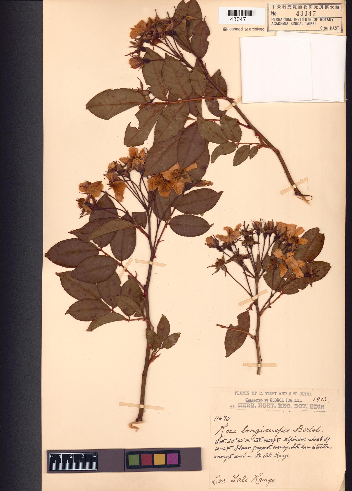 Sample image for viewer