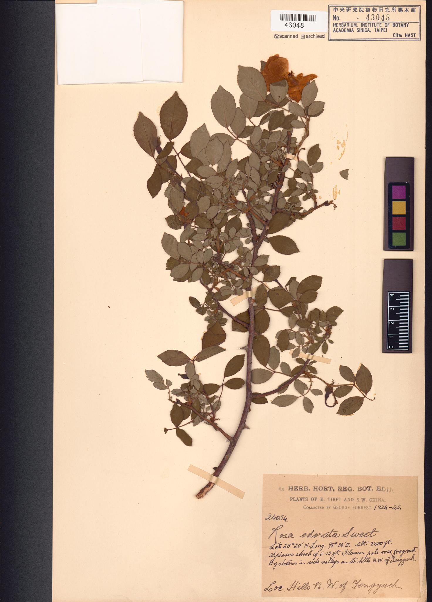 Sample image for viewer