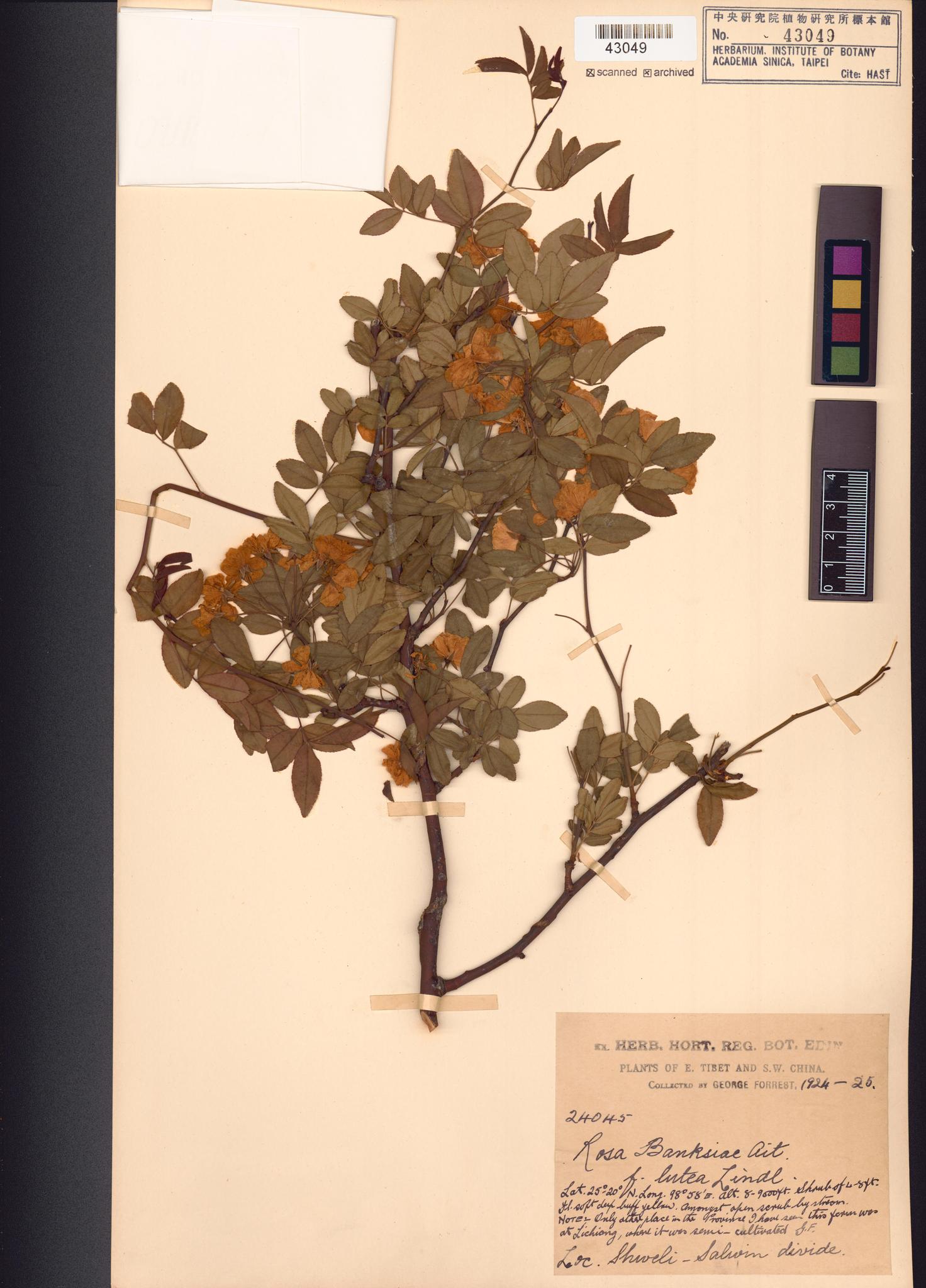 Sample image for viewer