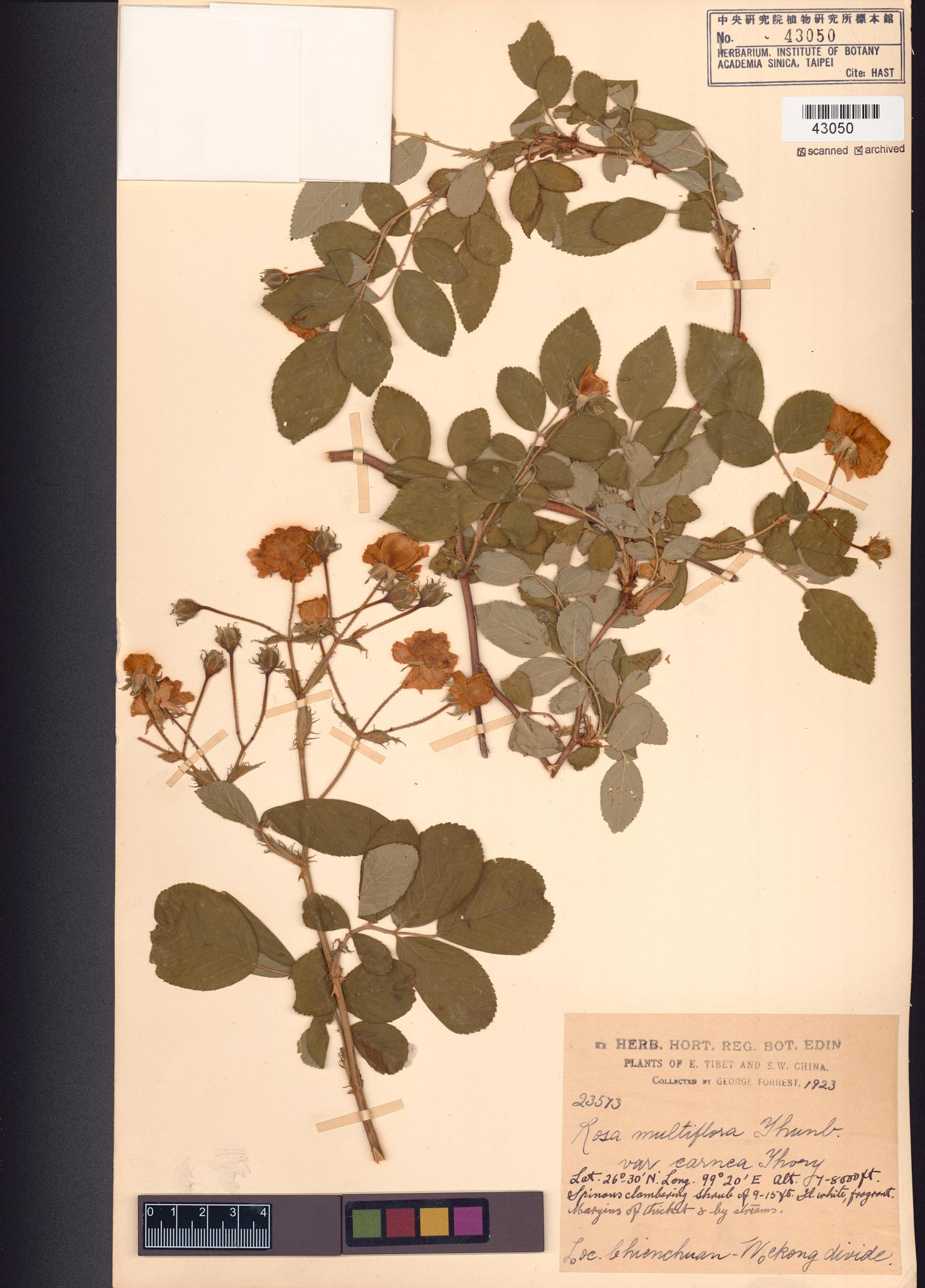 Sample image for viewer