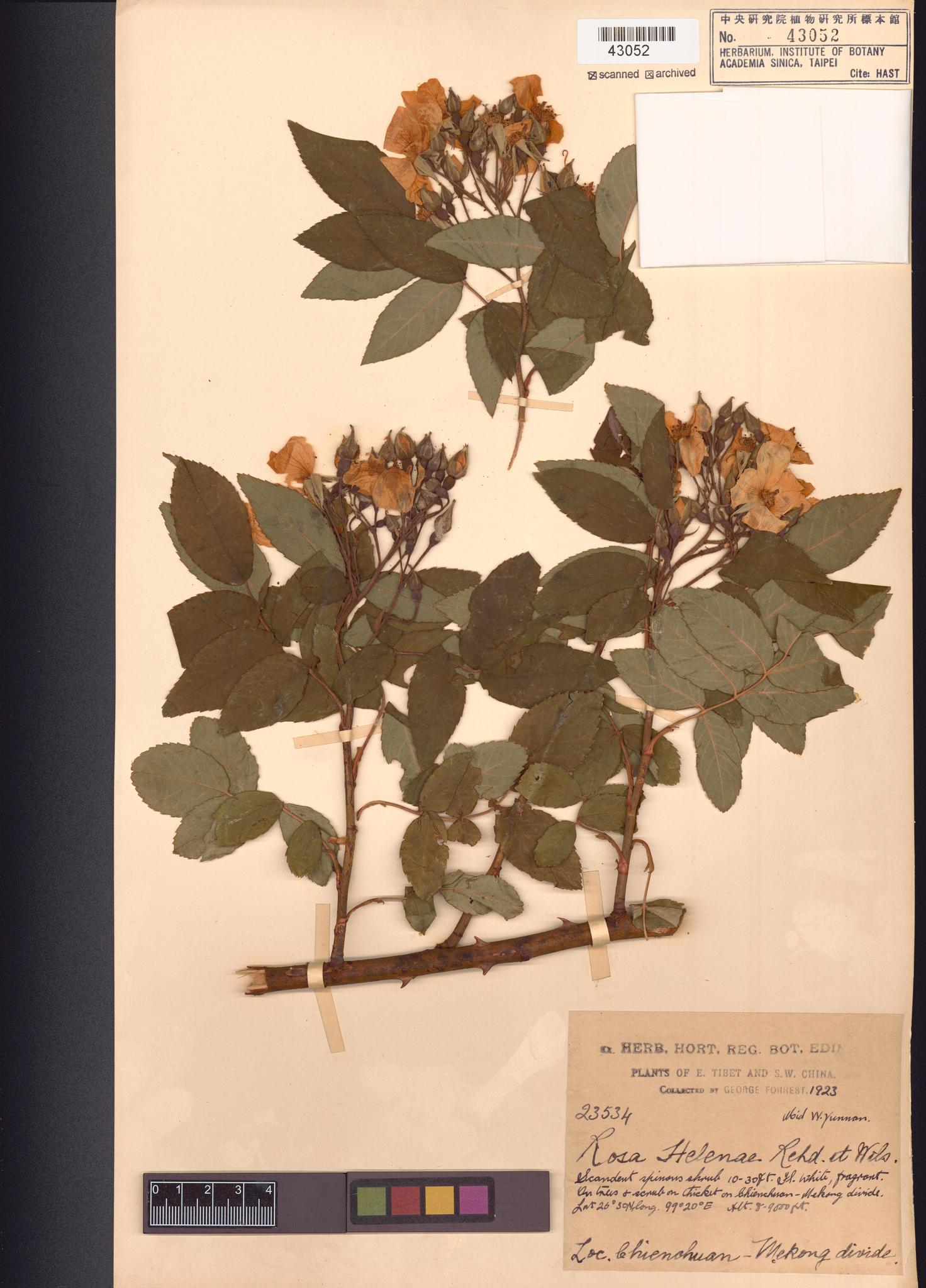 Sample image for viewer