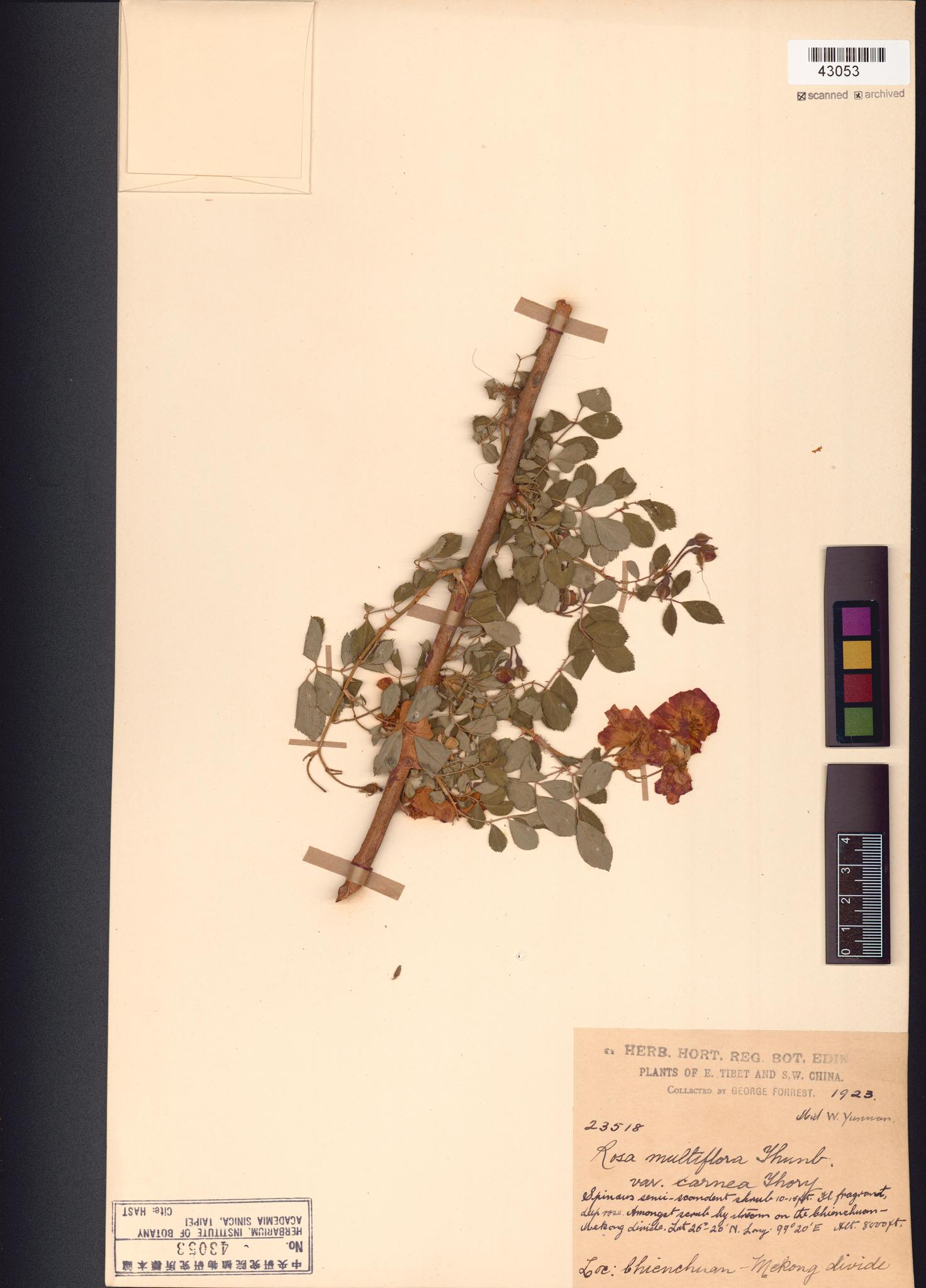 Sample image for viewer