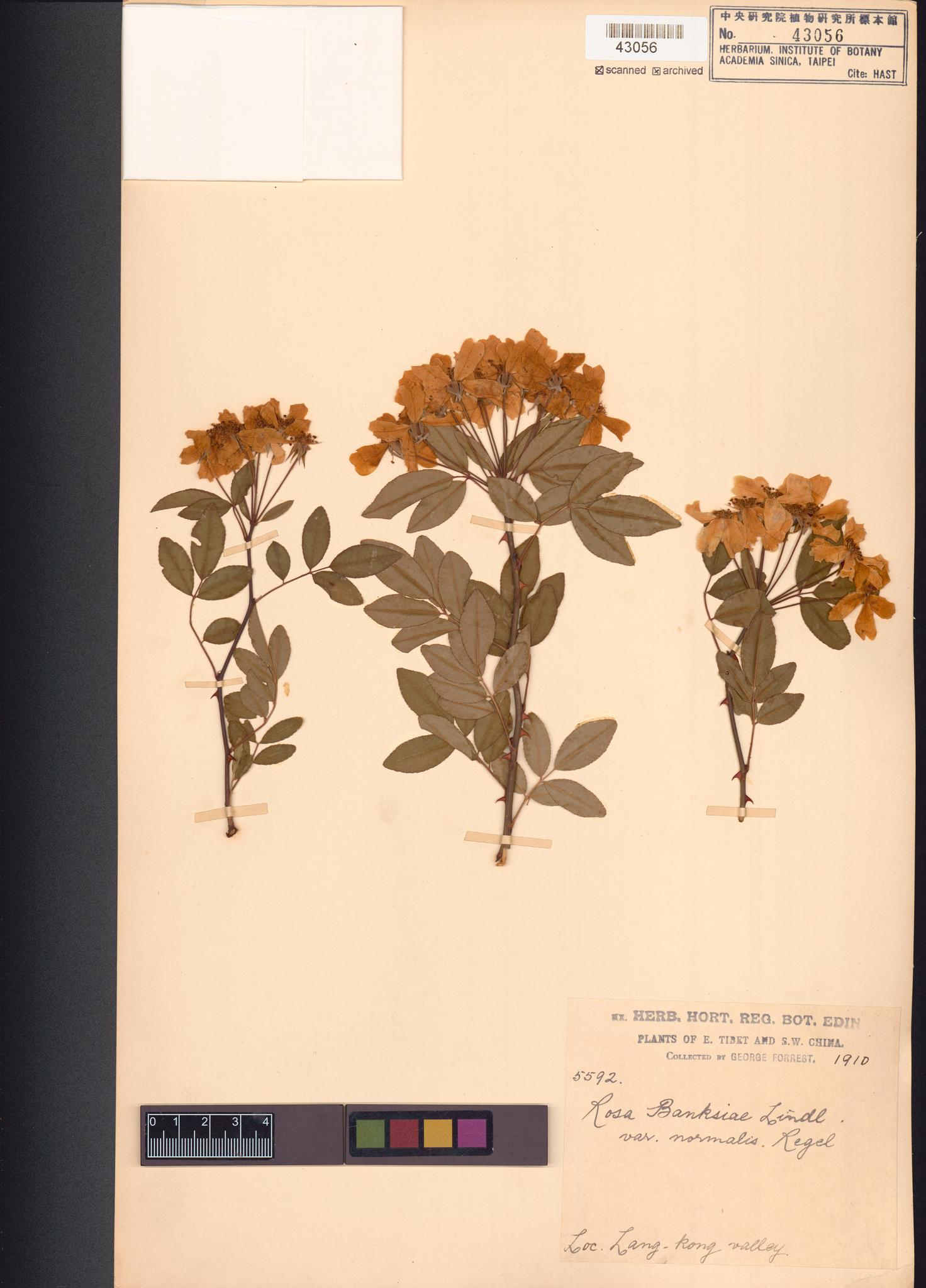 Sample image for viewer