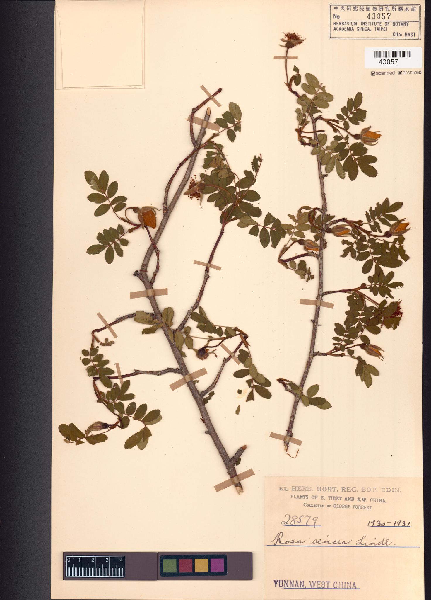 Sample image for viewer