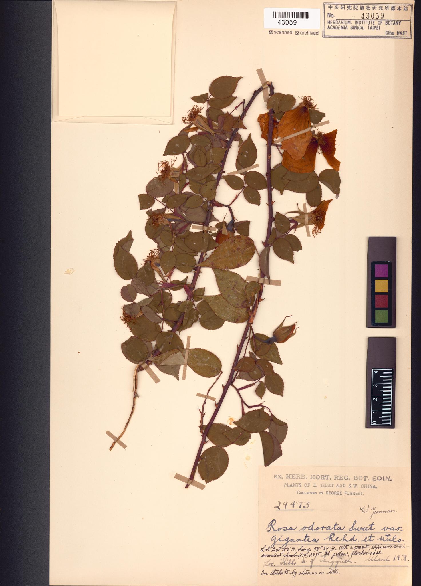 Sample image for viewer