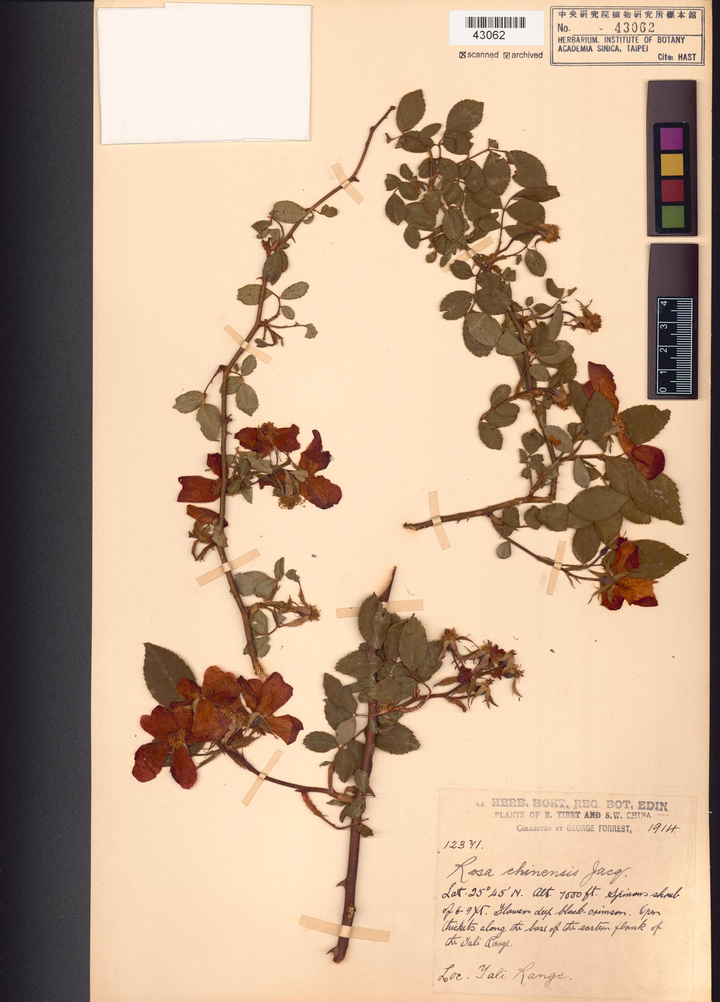 Sample image for viewer