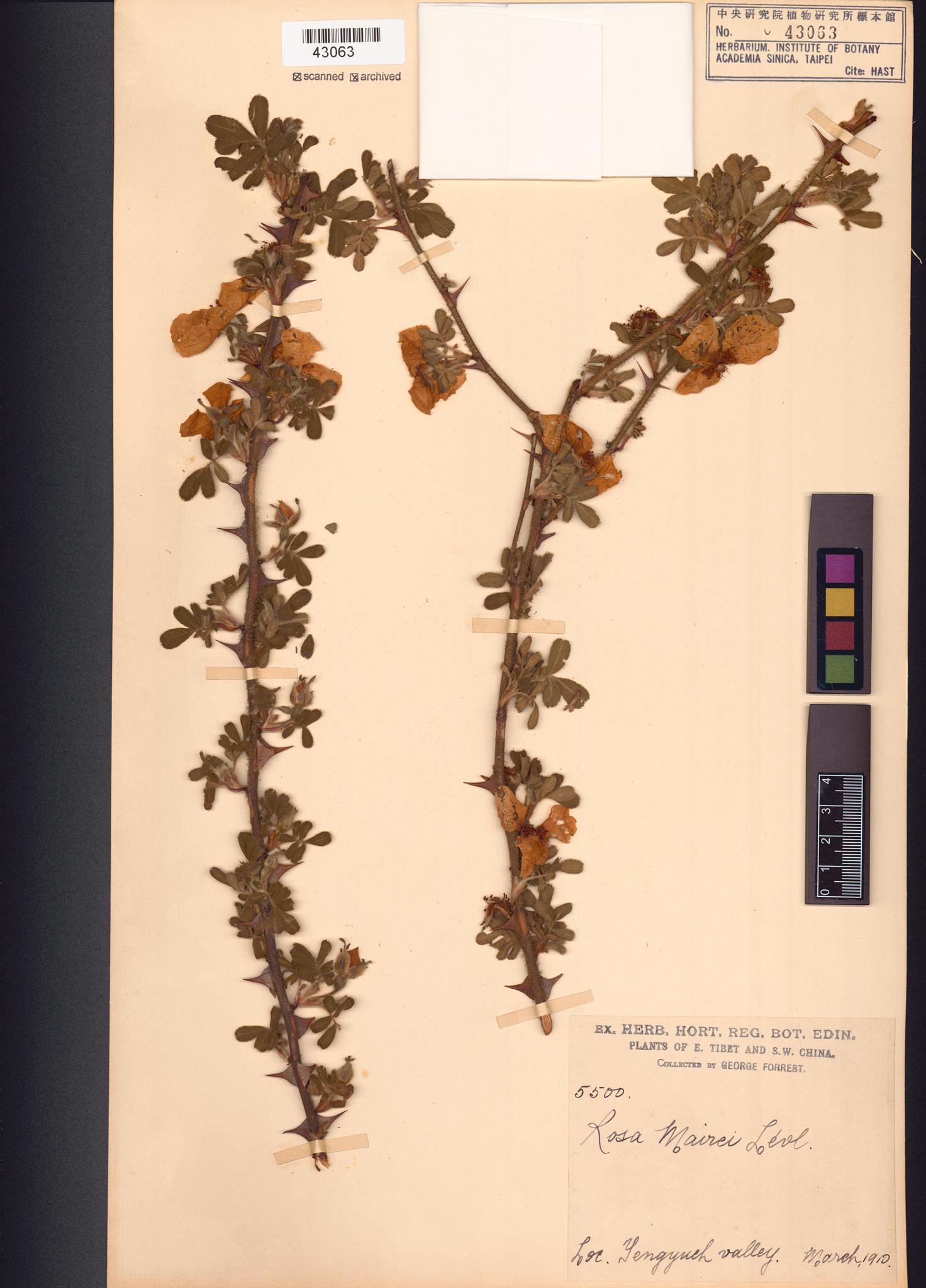 Sample image for viewer