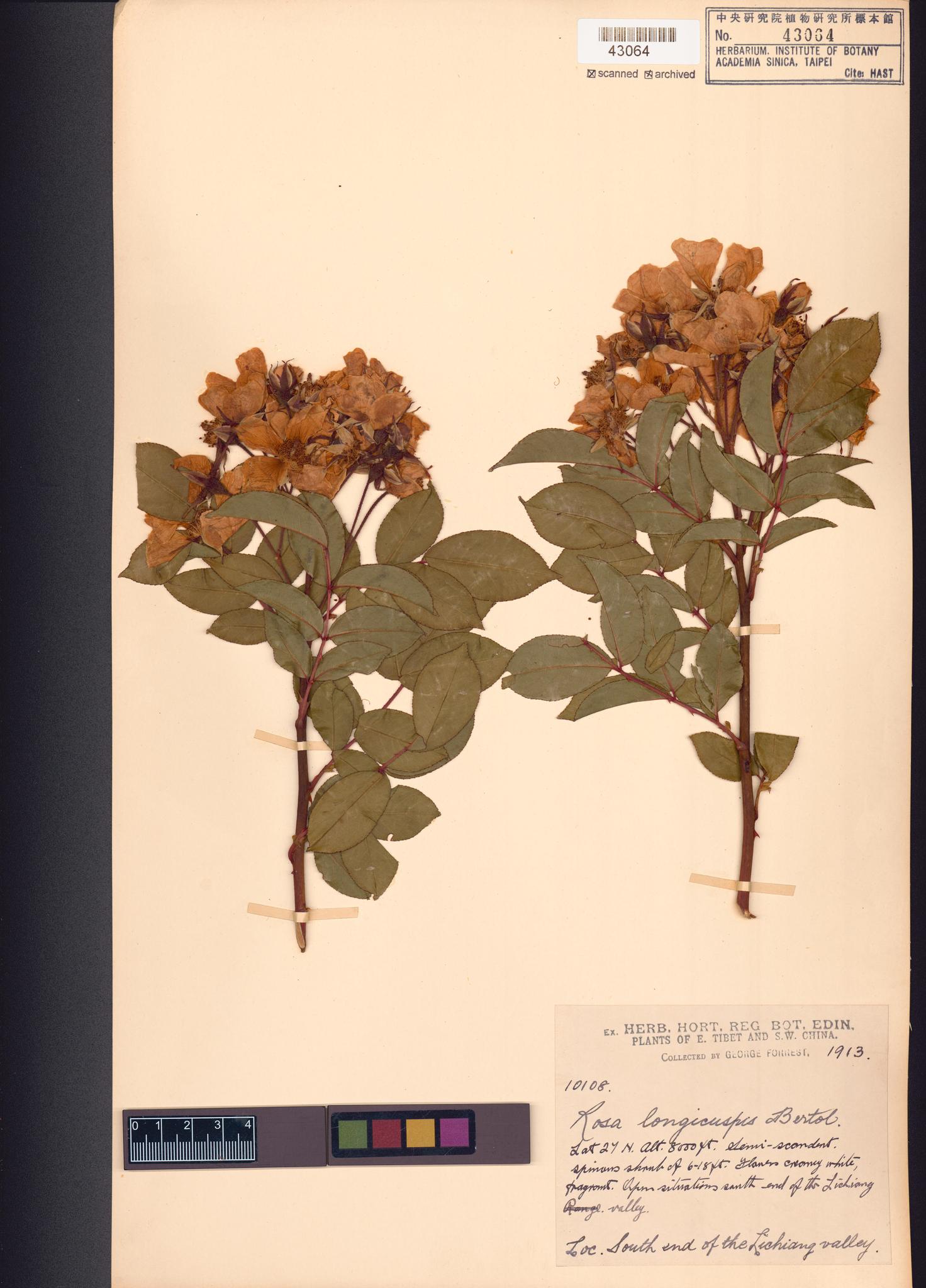 Sample image for viewer