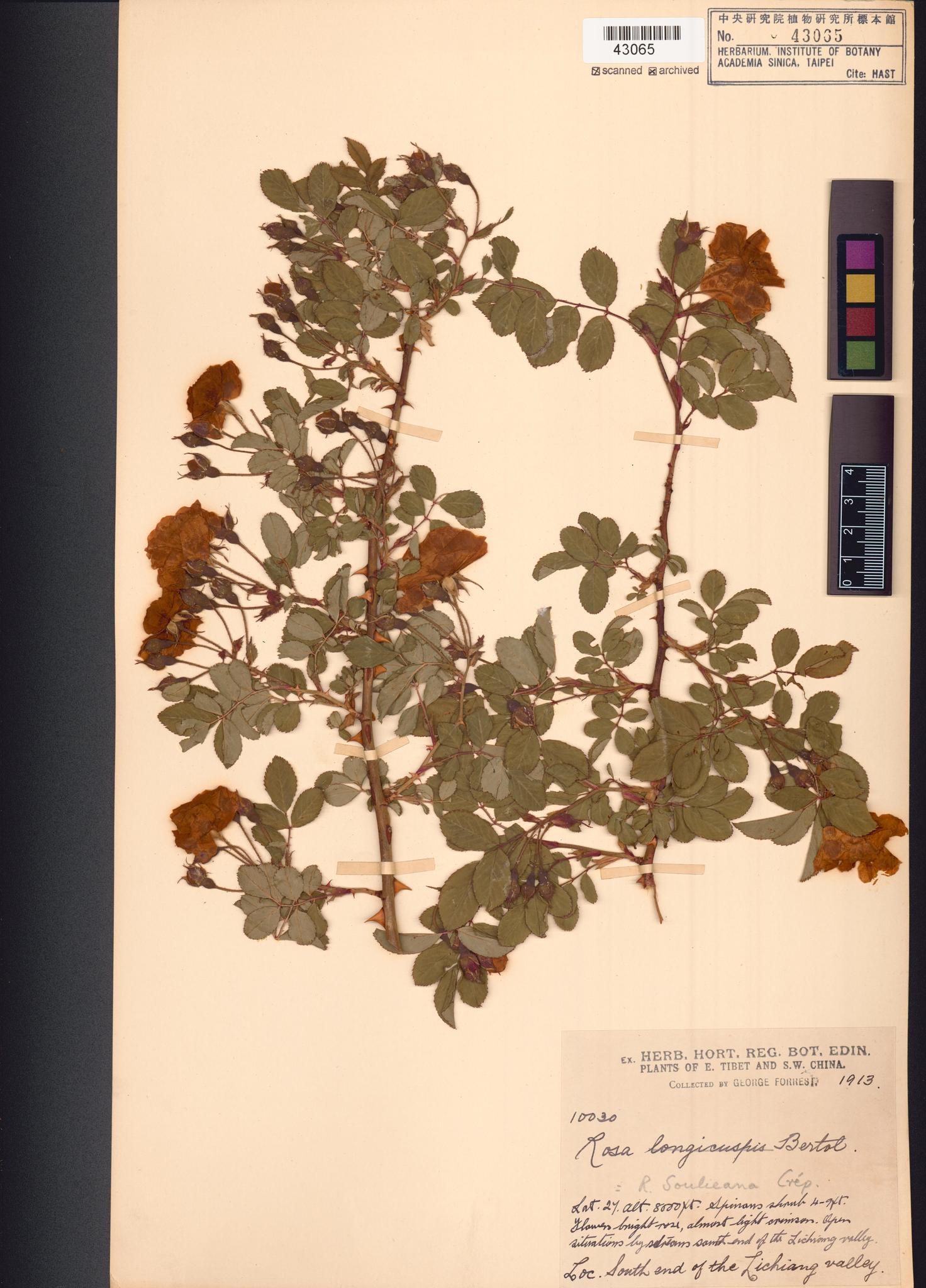 Sample image for viewer