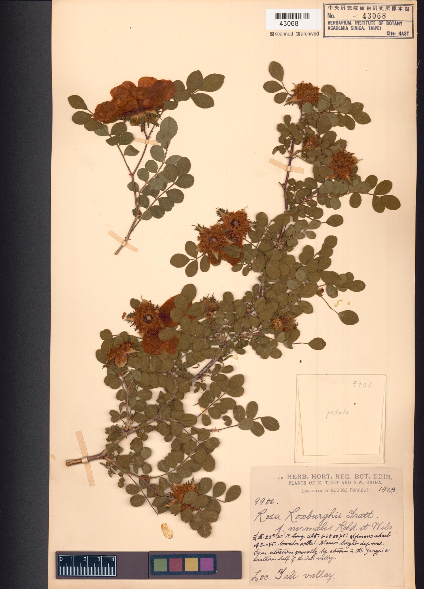 Sample image for viewer