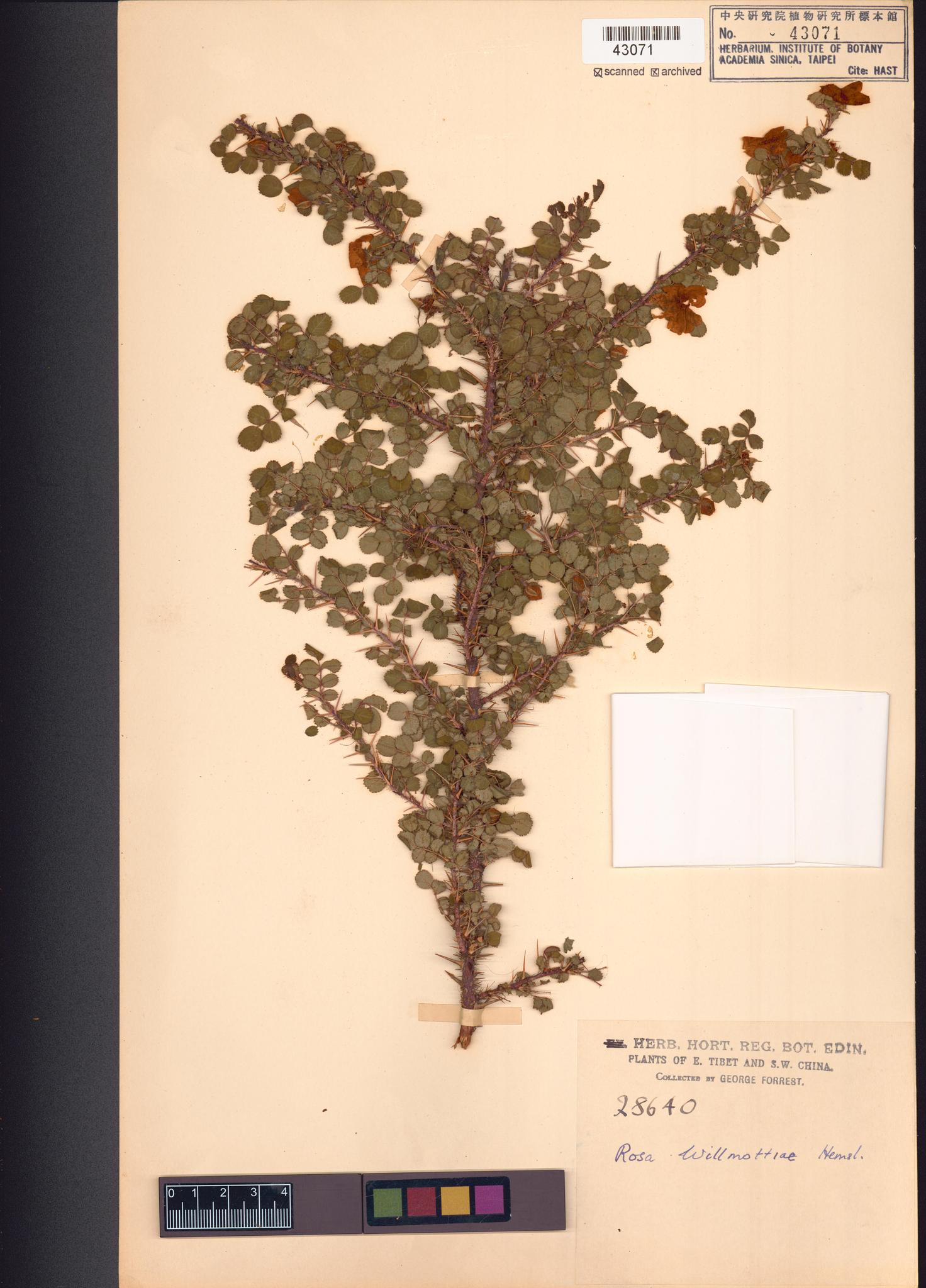 Sample image for viewer