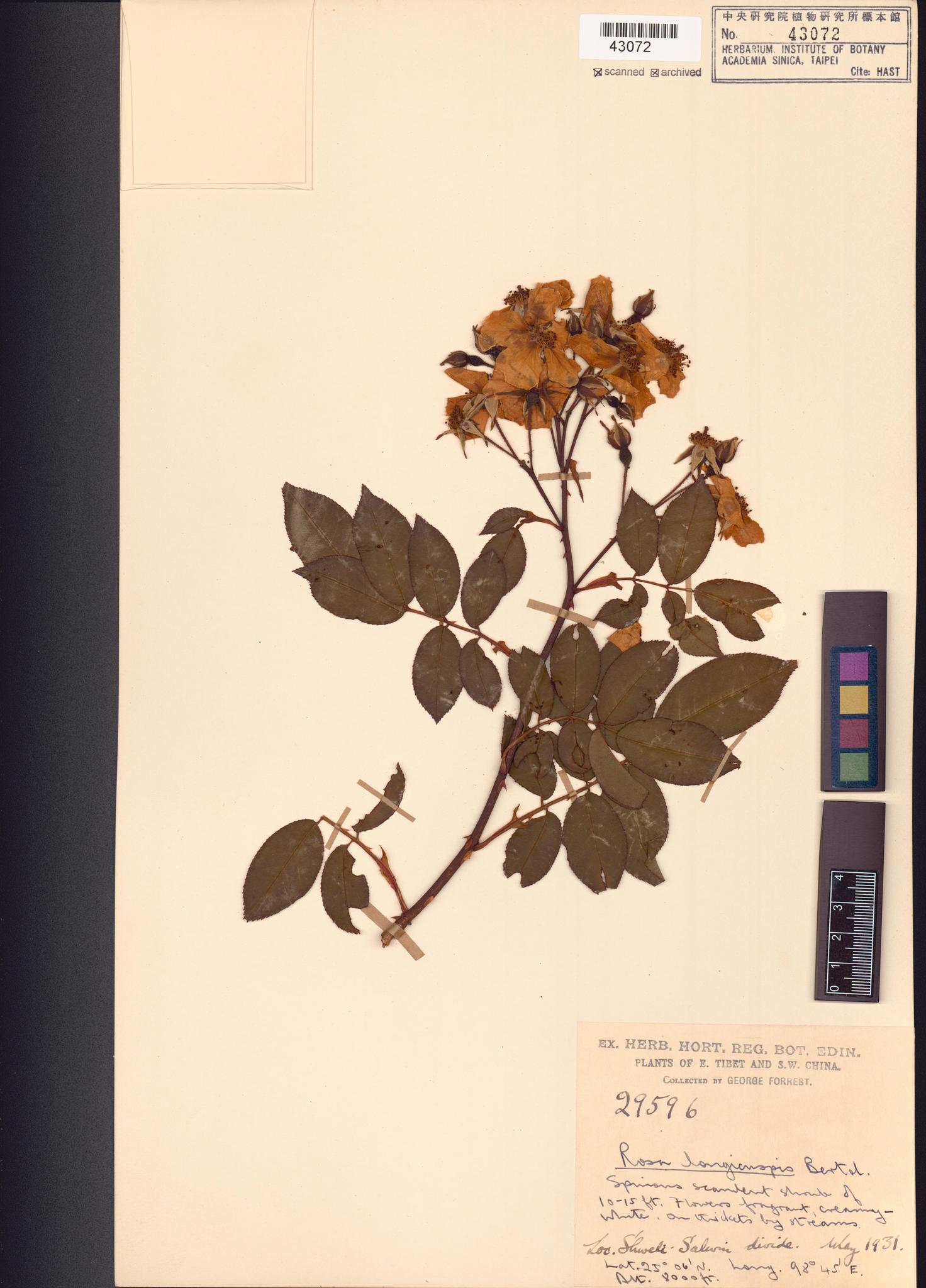 Sample image for viewer