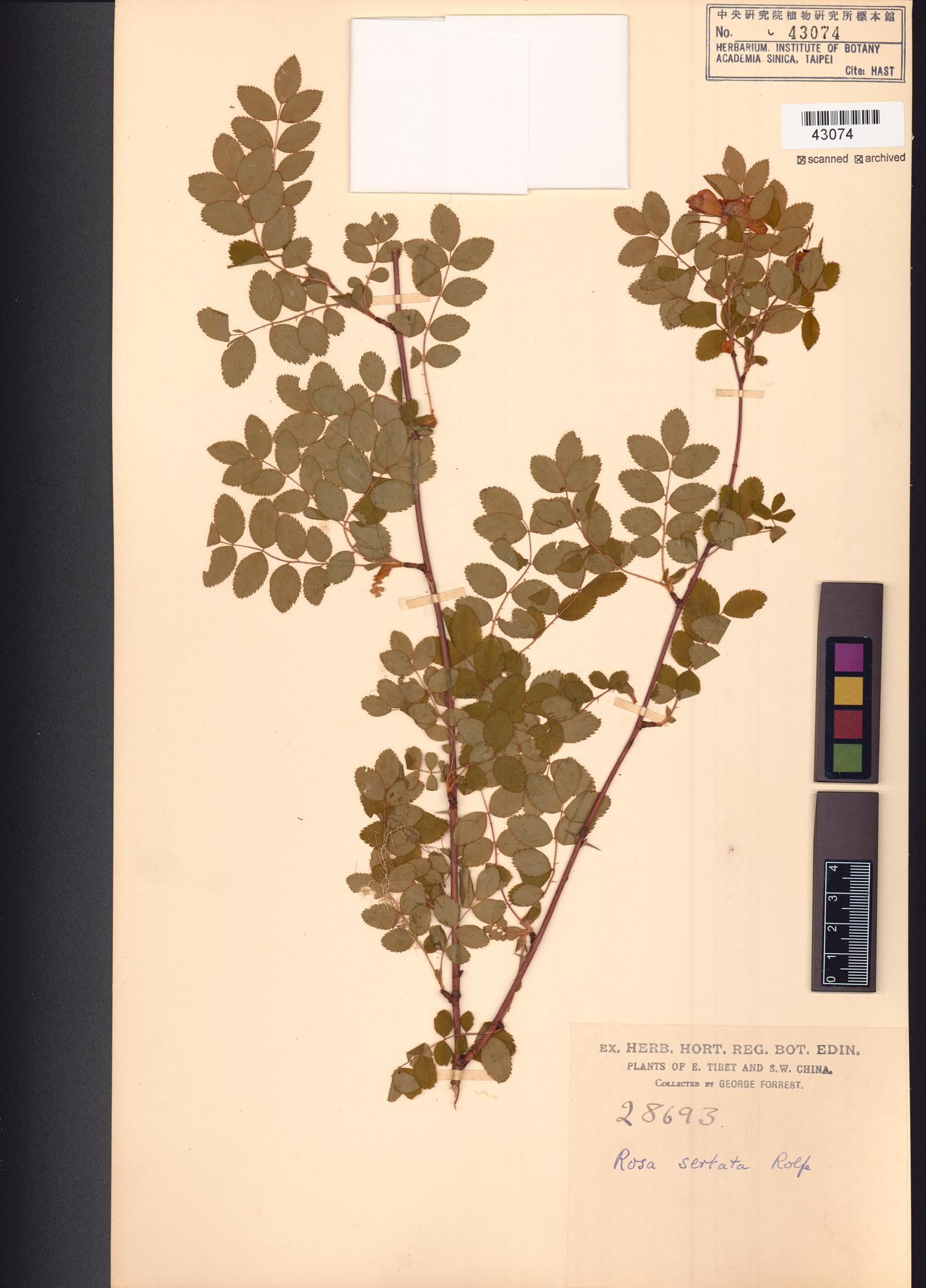 Sample image for viewer