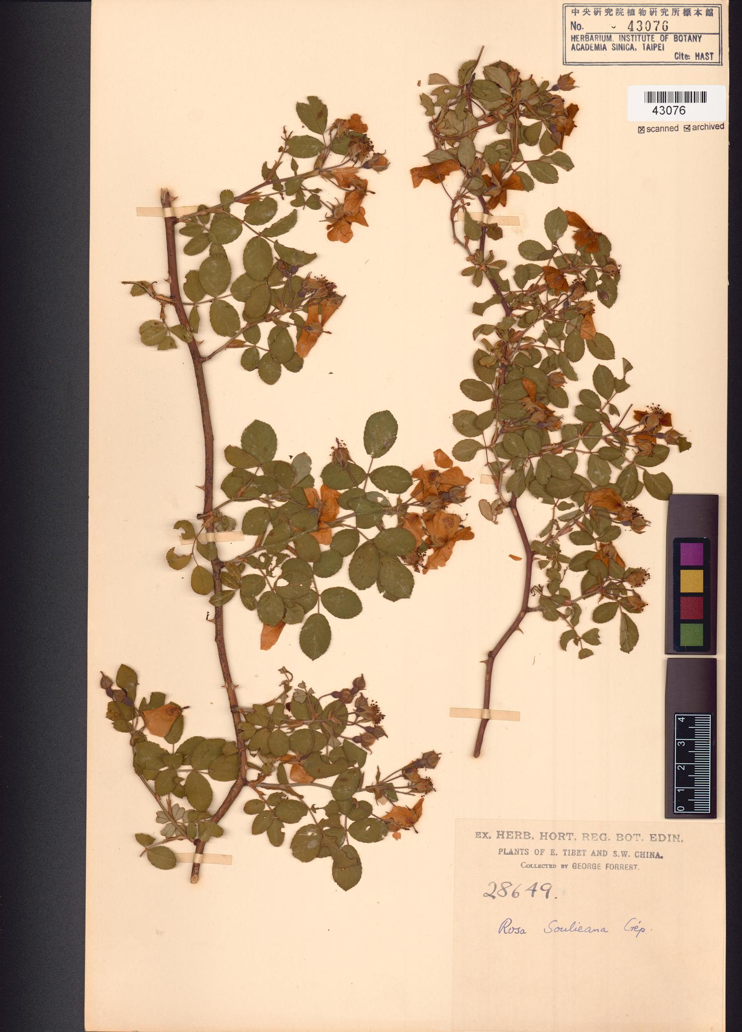 Sample image for viewer