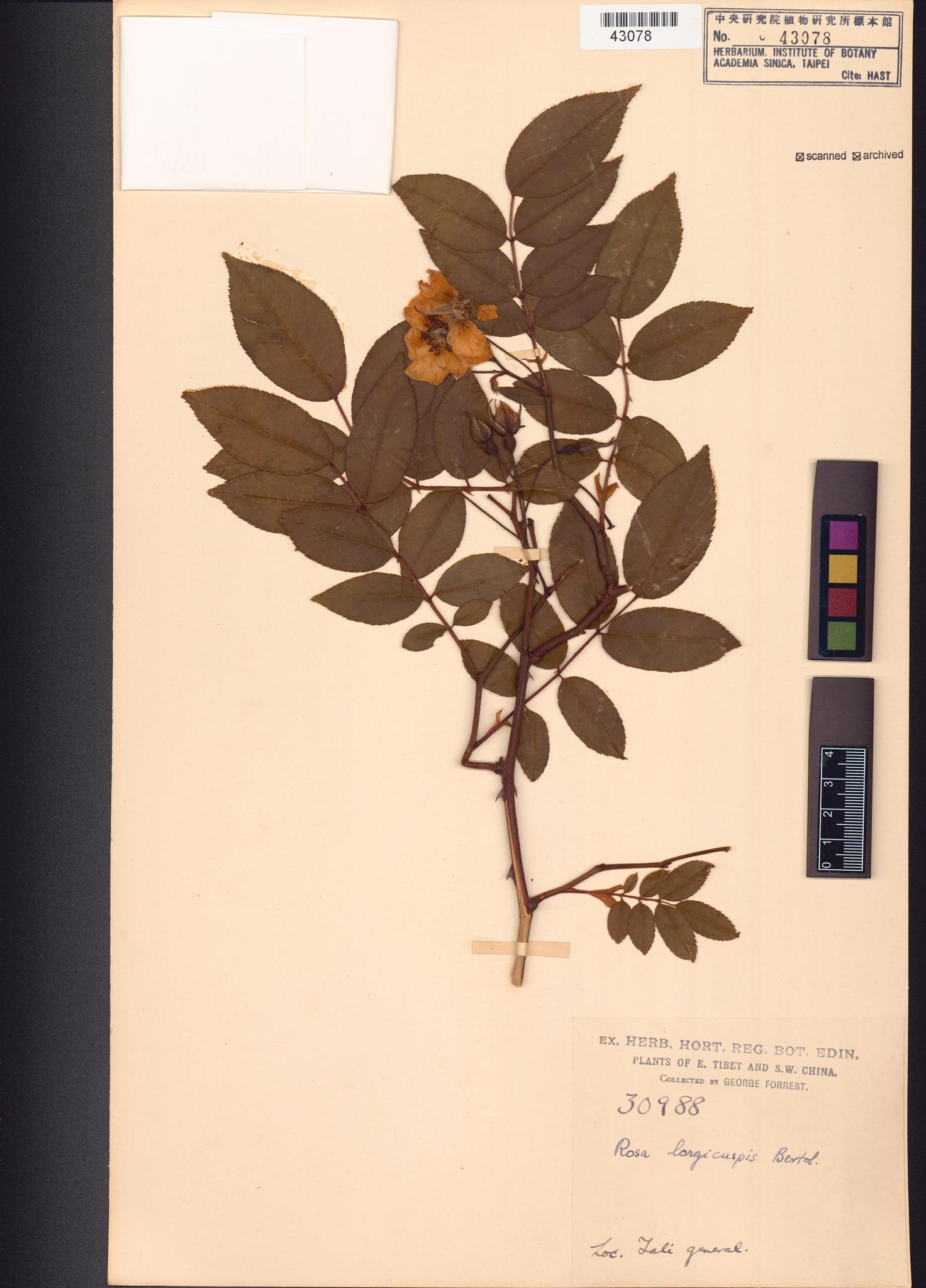 Sample image for viewer